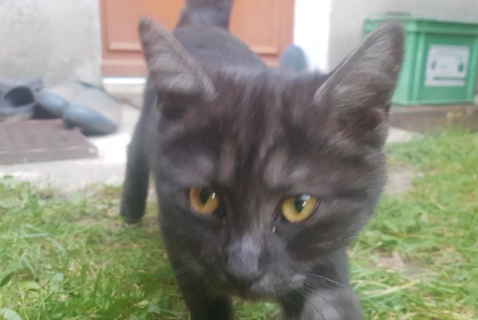 Fundmeldung Katze Unbekannt Sury-és-Bois Frankreich