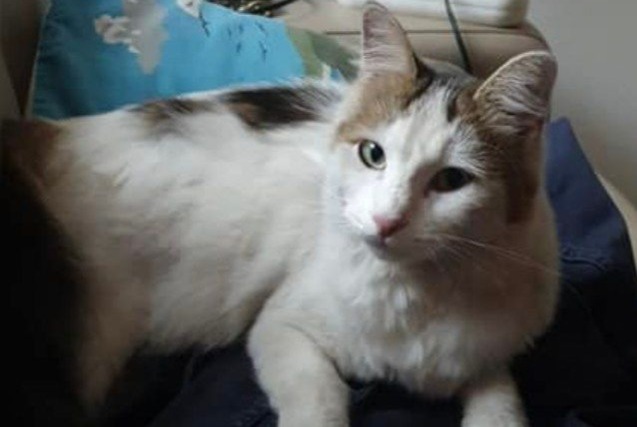Vermisstmeldung Katze Weiblich , 2 jahre Farges-Allichamps Frankreich