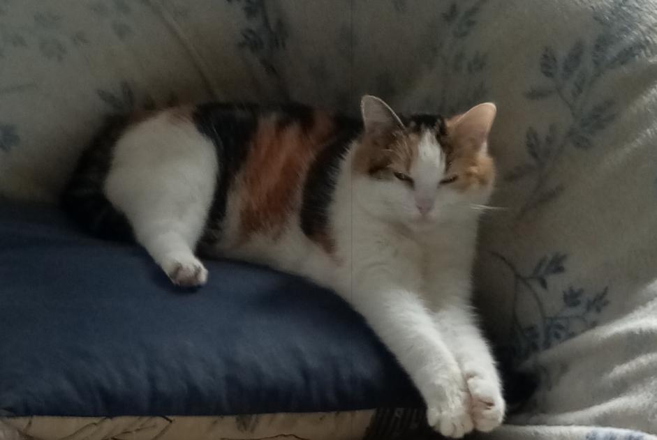 Vermisstmeldung Katze rassenmischung Weiblich , 12 jahre Reigny Frankreich