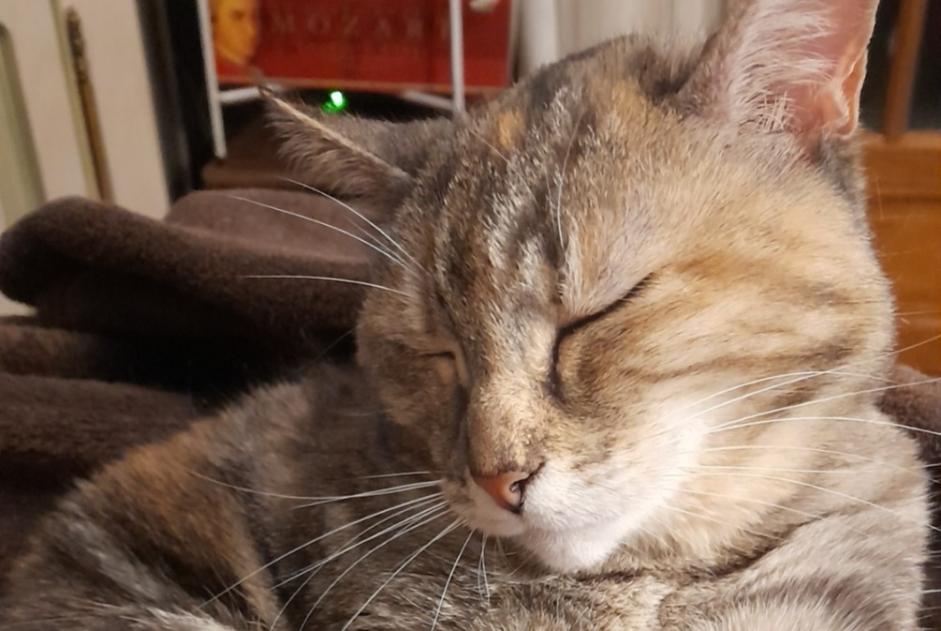 Vermisstmeldung Katze Weiblich , 9 jahre Blet Frankreich