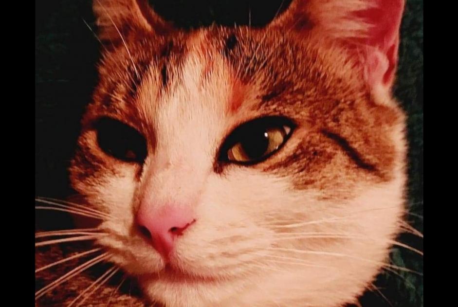 Disappearance alert Cat  Female , 2 years Thauvenay France