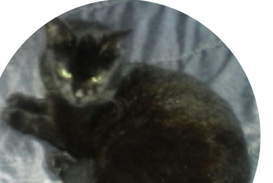 Disappearance alert Cat miscegenation Male , 5 years Trouy France