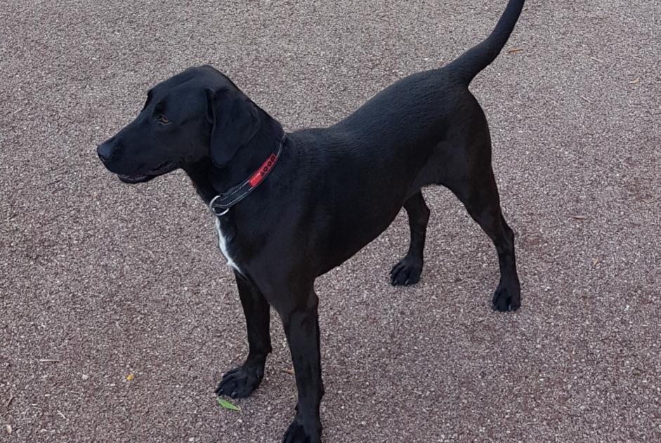 Disappearance alert Dog miscegenation Female , 5 years Reigny France Disappearance alert Dog miscegenation Female , 5 years Reigny France