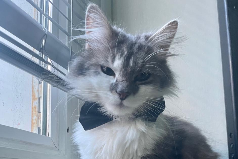 Alerte Disparition Chat Mâle , 1 ans Bourges France