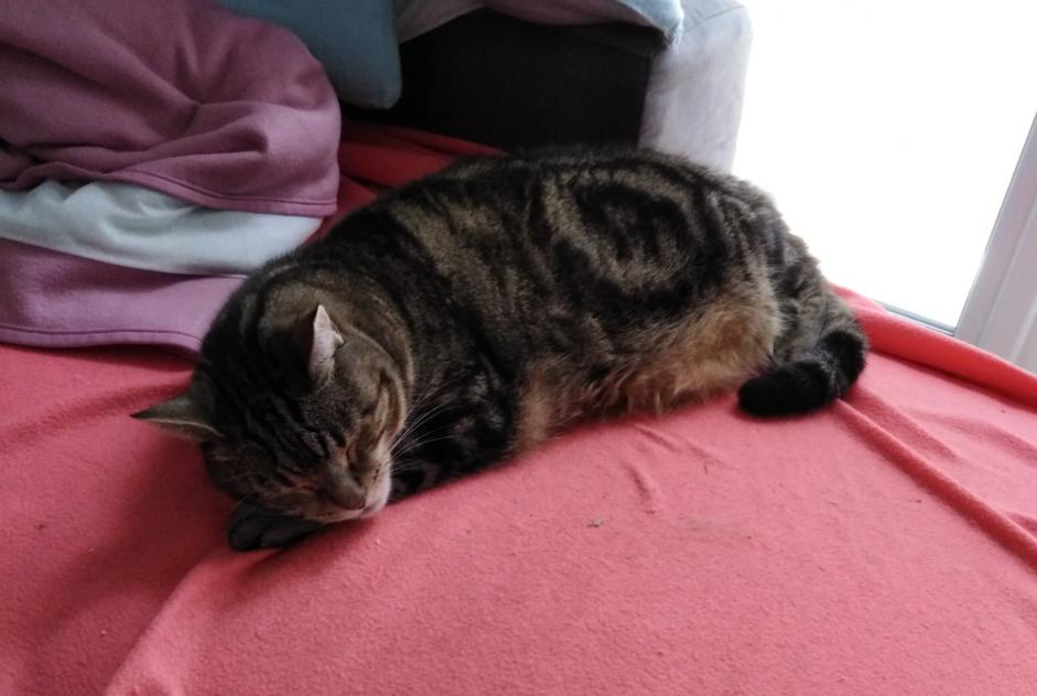Alerte Disparition Chat Mâle , 9 ans Saint-Martin-d'Auxigny France Alerte Disparition Chat Mâle , 9 ans Saint-Martin-d'Auxigny France