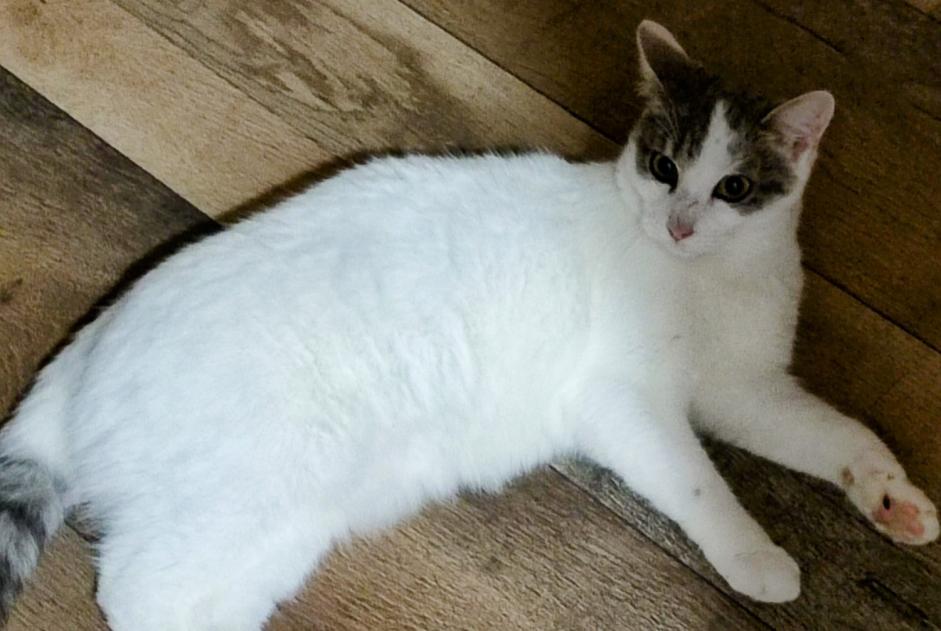 Alerte Disparition Chat croisement Femelle , 1 ans Dun-sur-Auron France Alerte Disparition Chat croisement Femelle , 1 ans Dun-sur-Auron France