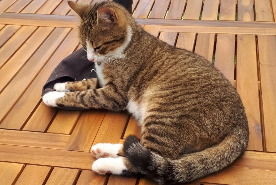 Alerte Disparition Chat Femelle , 1 ans Rians France Alerte Disparition Chat Femelle , 1 ans Rians France