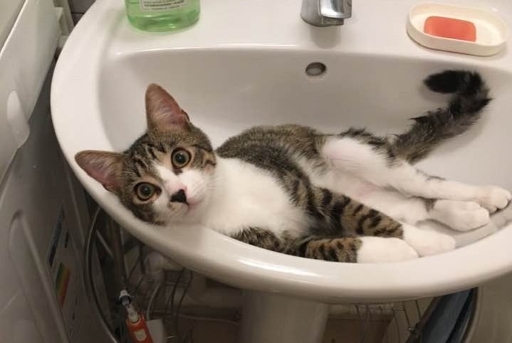 Alerte Disparition Chat croisement Mâle , 1 ans Cinq-Mars-la-Pile France Alerte Disparition Chat croisement Mâle , 1 ans Cinq-Mars-la-Pile France