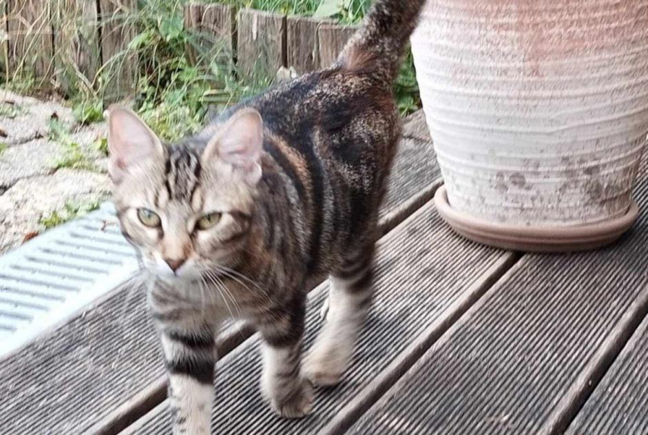 Alerte Découverte Chat  Femelle Bourges France