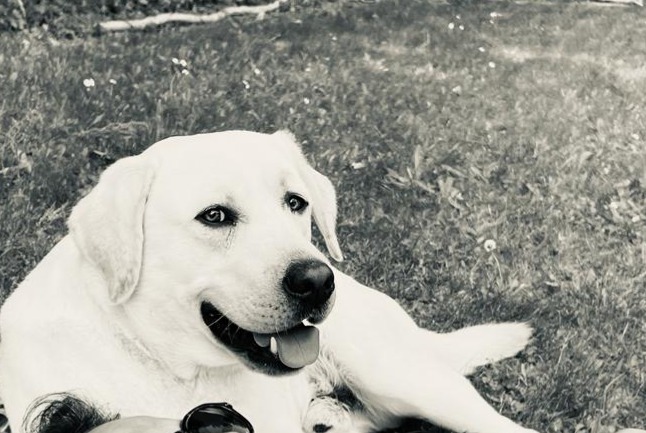 Alerte Disparition Chien  Mâle , 2 ans Quantilly France