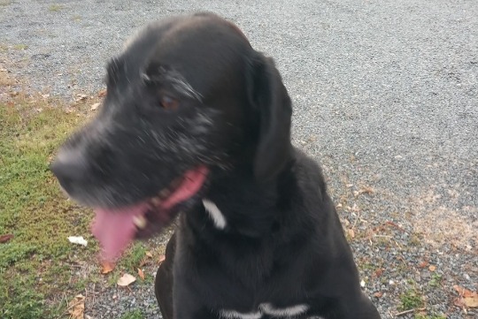 Alerte Découverte Chien Inconnu Baugy France