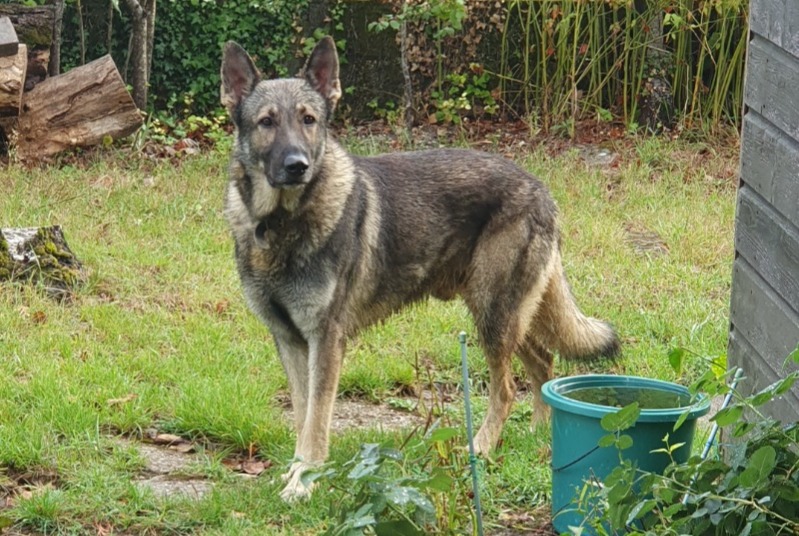 Alerte Découverte Chien  Mâle Charentonnay France