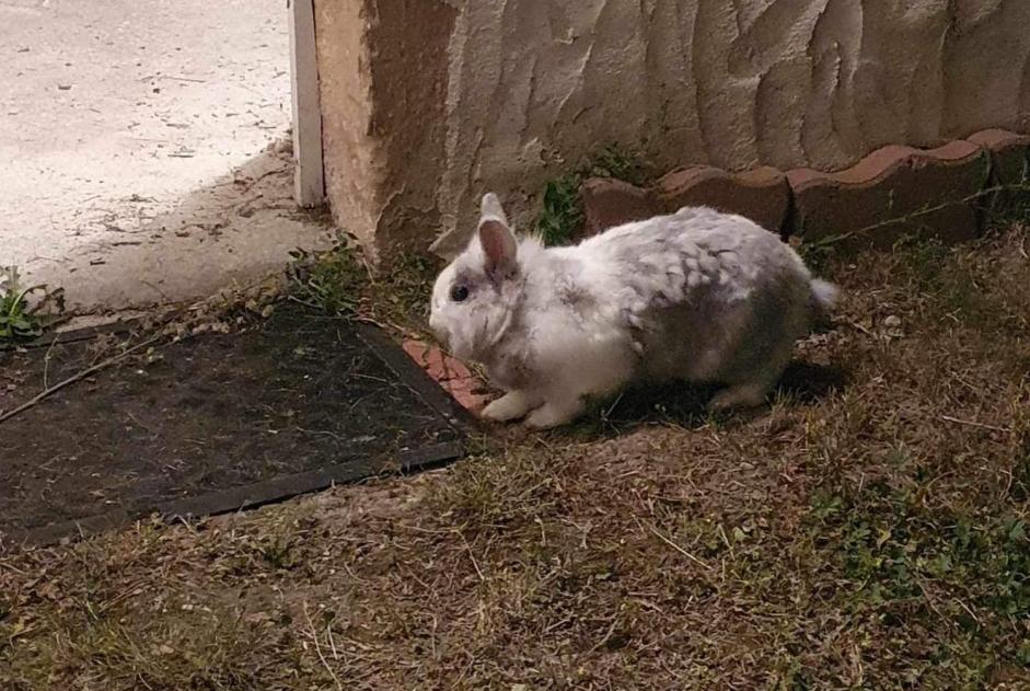 Alerte Découverte Lapin Inconnu Baugy France