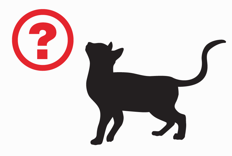 Avviso Ritrovamento Gatto  Maschio Saint-Amand-Montrond Francia