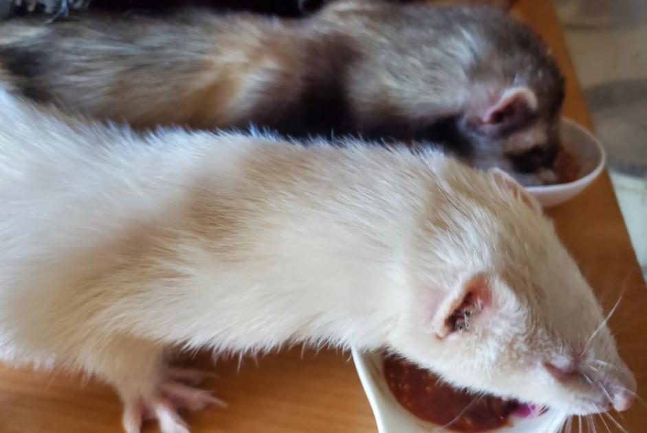 Avviso scomparsa Altro ferret Maschio , 2023 anni Mornay-sur-Allier Francia