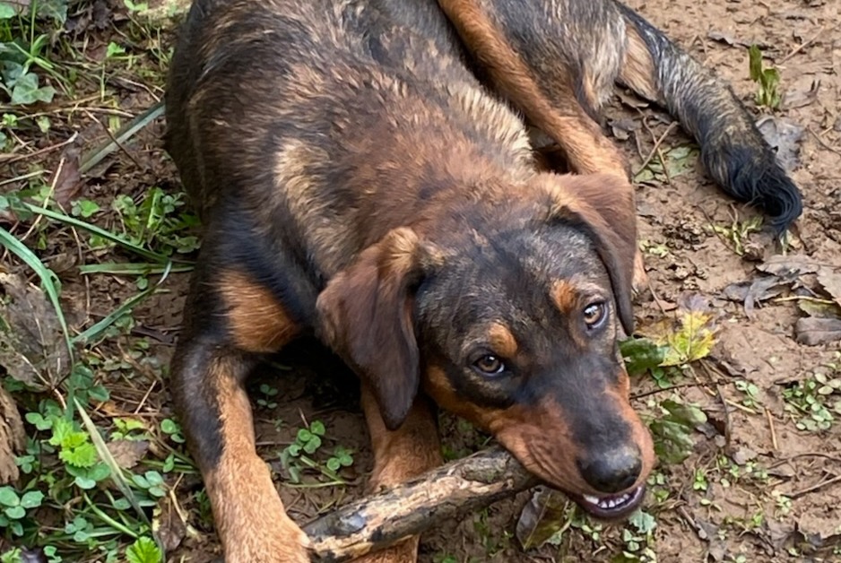 Avviso scomparsa Cane incrocio di razze Femmina , 2 anni Sens-Beaujeu Francia