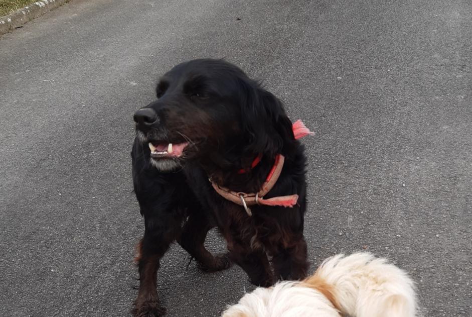 Avviso Ritrovamento Cane Femmina Mereau Francia