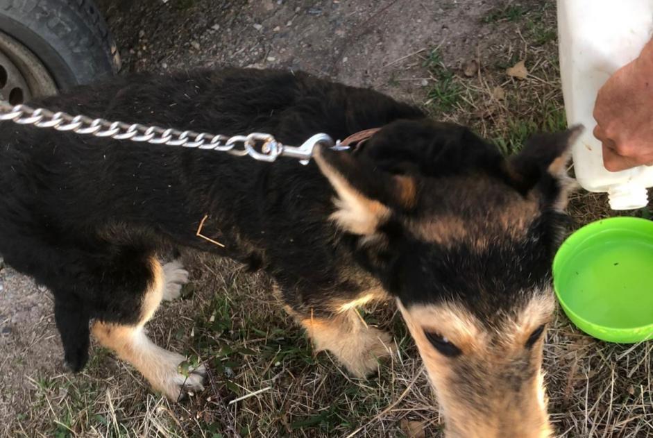 Ontdekkingsalarm Hond  Mannetje Saint-Saturnin Frankrijk